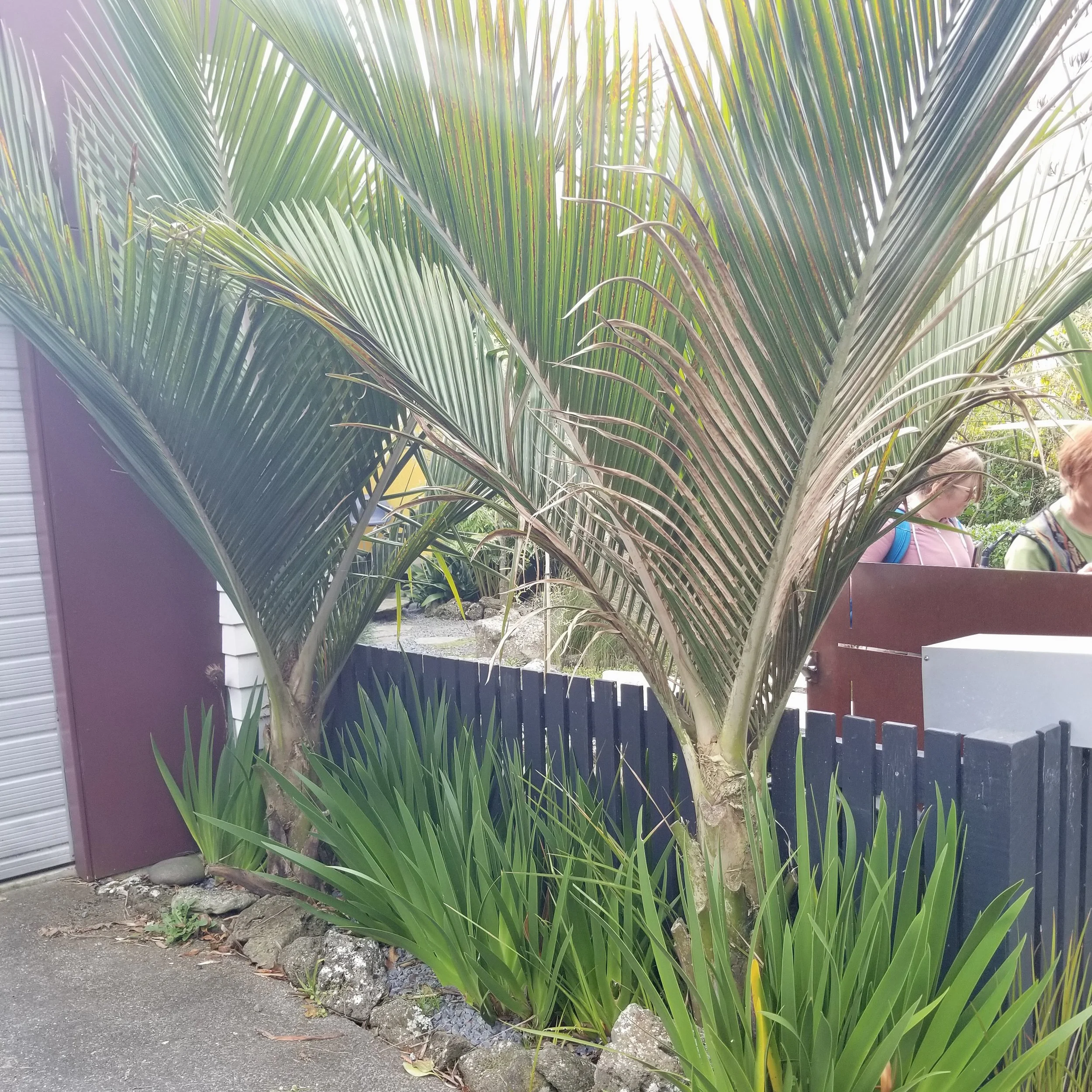 Rhopalostylis sapida — Naturally Native New Zealand Plants (2013) Ltd